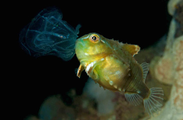 Honorable Mention: Juvenile Lumpsucker by Luc Rooman