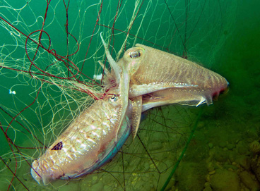 Third Place: You will save by Claudio Stoppato