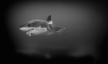Honorable Mention: Longline Torture by Sam Cahir