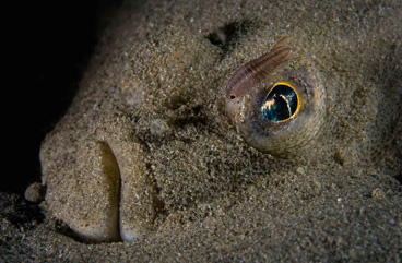 Bug Eye by Filippo Ioni