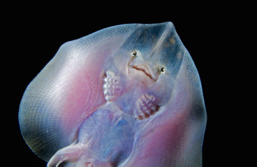 Second Place: Under Stingray by Giacomo Giovannini