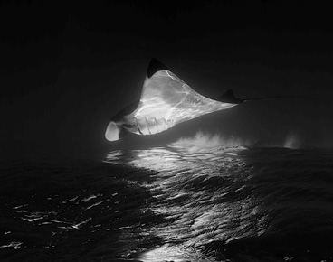 Honorable Mention: Fata Morgana by Ellen Cuylaerts