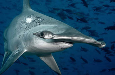 First Place: Scalloped Hammerhead Shark by Timothy Dalton
