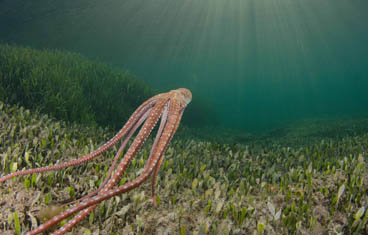 Second Place: Toward the light by Xavier Mas