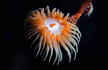 Third Place: Tiger Anemone by Patricia Jordan
