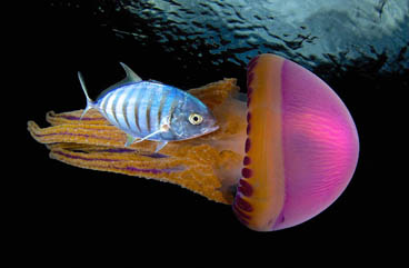 Honorable Mention: Pink Symbiosis by Eric Madeja