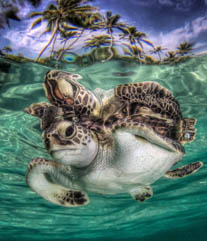Honorable Mention: Hatchling by Steven Miller
