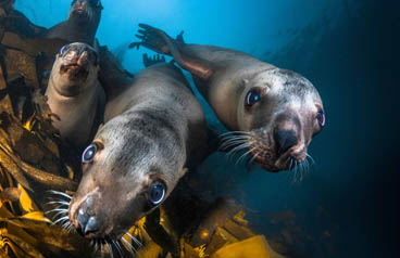 Second Place: Stellar Sea Lion by Greg Lecoeur