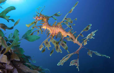 Third Place: Leafy Seadragon by Matt Tworkowski
