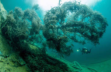 Honorable Mention: Under the tree by Filip Staes