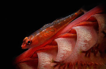 Second Place: Perfect Egg Laying by Aldo Costa