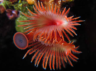 Honorable Mention: Wet Flower by Alberto Gallucci