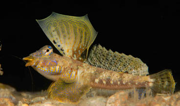 First Place: Dragonet In Full Dress by Suzan Meldonian