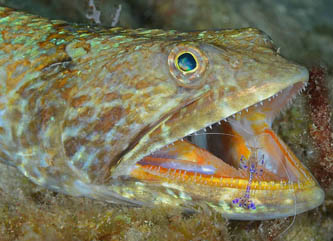 Second Place: Time for a Dental Cleaning by Judith Townsend