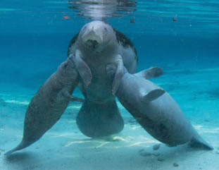Third Place: Manatee Nursing Two by Gloria Freund