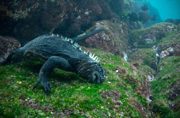 Honorable Mention: Iguana feeding on Algae by Timothy Dalton