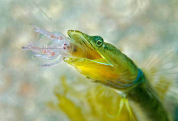 Honorable Mention: Lunchtime by Steven Kovacs