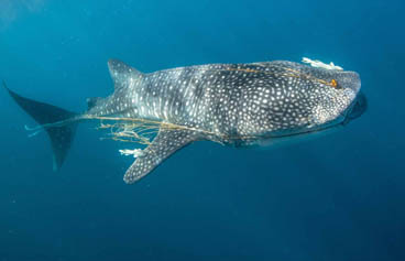 Second Place: Whale Shark Drags A Net by Gregory Sweeney