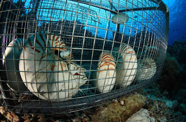 Honorable Mention: The Cage by Alessio Viora