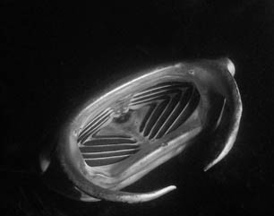 Second Place: Manta Ray Feeding At Night by Brent Barnes