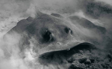 Honorable Mention: Ray Vacuum by Russell Lincoln