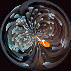 Best In Show Prize: Anemone Orb by Jim Squires