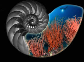 Honorable Mention: Spiral by Alex Varani