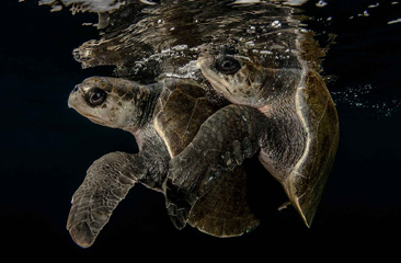 Turtle Love by Edwar Herreno