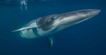 First Place: Dwarf Minke Whale by Julia Sumerling