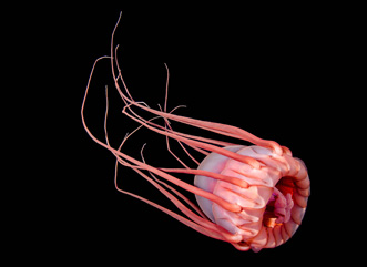 Third Place: Periphylla Periphylla jellyfish by Laurent Miroult