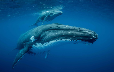 Honorable Mention: Eye to Eye by Douglas Hoffman