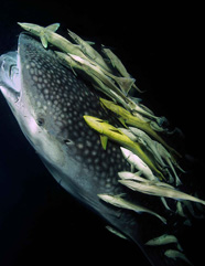 Honorable Mention: Whale Shark by Marchione Giacomo