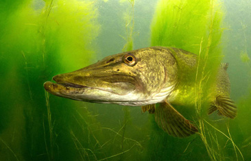 Second Place: Hiding Pike by Filip Staes