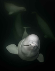 Third Place: In Your Face by Ellen Cuylaerts