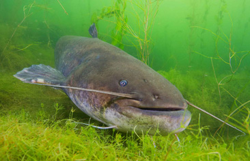 Honorable Mention: Meerval (Giant Catfish) by Luc Rooman