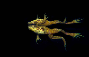First Place: Frog by Luc Rooman
