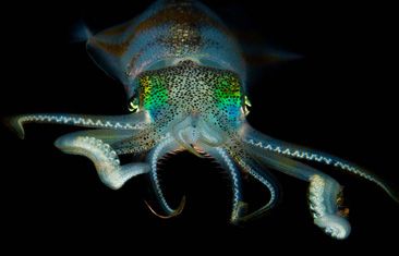 Honorable Mention: Night Patrol by Tyra Adamson