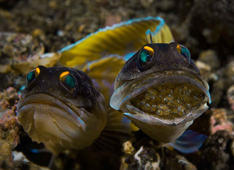 First Place: Next jawfish generation by Uwe Schmolke