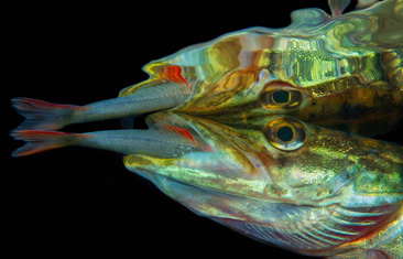 Third Place: Pike Eating Pearch by Luc Rooman