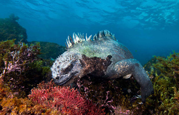 Honorable Mention: Iguana by Luc Eeckhaut