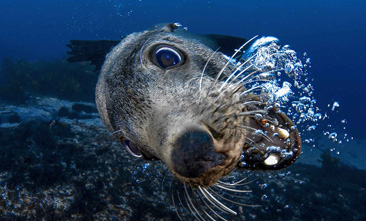 Honorable Mention: Aussie Fur Seal by Matthew Tworkowski
