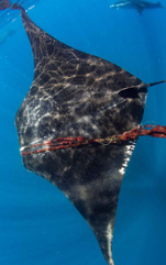 Third Place: Caught in a Drag Net by Gregory Sweeney