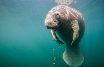 Honorable Mention: Sad Manatee - Rescued by Ranger by Thomas Heckmann