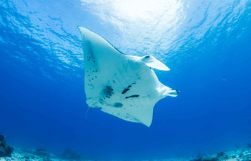 Honorable Mention: Manta Ray at Lady Elliot Island by Rowan Coe