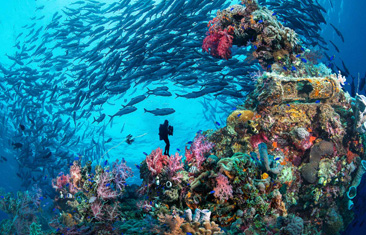 Honorable Mention: Wreck and Jack by Jung Sook Lamy
