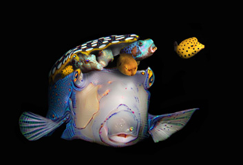 Honorable Mention: Pandora’s Box Fish by Aha Van Beeck
