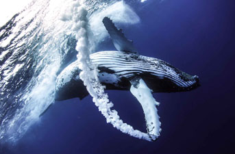 Honorable Mention: Whale Trail by Beau Pilgrim