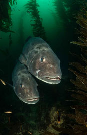 First Place: Giant Sea Basses by Furlan Borut