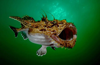Second Place: Anglerfish by Fredrik Ehrenstroem
