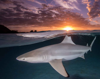 Sharky Sunset by Renee Capozzola
